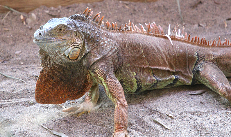 Terkedilen iguanaya Ormanya sahip çıktı